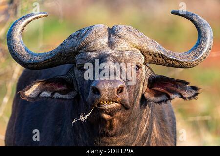 Kapbüffel (Syncerus Caffer) aus Zimanga, Südafrika. Stockfoto