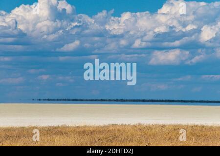 Gras wächst am Rande der riesigen Salzpfanne im Etosha National Park, Namibia. Stockfoto