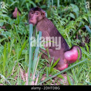 Weibchen des südlichen Schwanzmakaken (Macaca nemestrina) aus Tabin, Sabah, Borneo. Die geschwollenen aber signalisiert, dass dieses Weibchen bereit ist zu paaren. Stockfoto