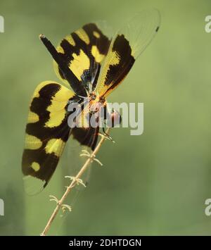 Eine weibliche, gemeine Bilderflügeldragonfly (rhyothemis variegata) sitzt auf einem Ast in einem Regenwald, West bengalen, indien Stockfoto