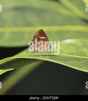 Rathinda amor oder Affen Puzzle Schmetterling sitzt auf einem Blatt, Regenwald von West bengalen in indien Stockfoto