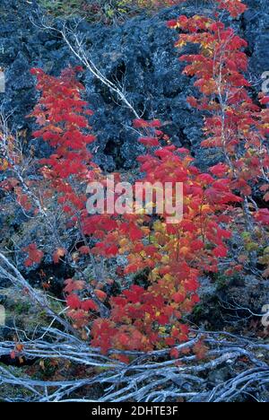 Weinrebe Ahorn im Herbst auf Lavafluss auf McKenzie River Trail bei Clear Lake, Willamette National Forest, Oregon Stockfoto