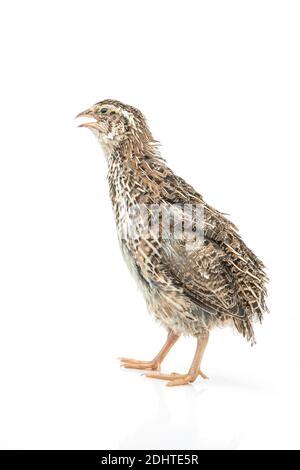 Isolierte japanische Wachtel auf weißem Hintergrund. Stockfoto
