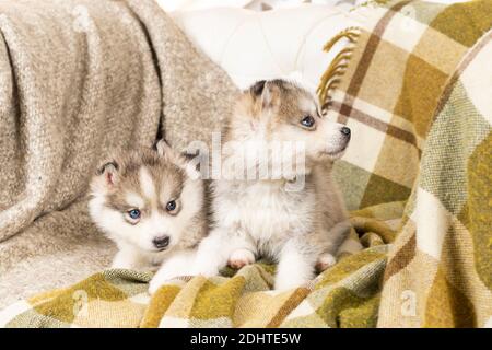 Sehr kleine Husky Welpen. Mit schwarzer Nase und blauen Augen. Sie sitzen auf einer hellgrünen Strukturdecke. Auf dem großen Stuhl. Copyspace Stockfoto