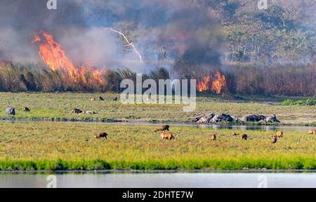 Brennendes Gras im Kaziranga Nationalpark, Assam, Nordostindien. Stockfoto