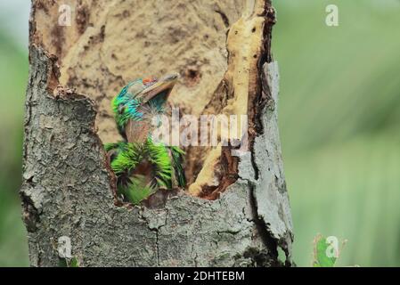 Blaukehlige Barbesküken (Psilopogon asiaticus) in einem Nest im Sommer, in einem Regenwald von westbengalen, indien Stockfoto