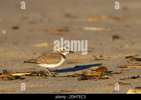 WESTERN Snowlover (Charadrius nivosus), Bayocean Peninsula, Tillamook County, Oregon Stockfoto