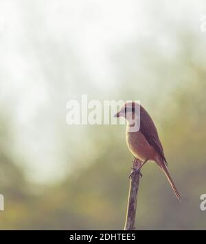 Ein Braunwürger (lanius cristatus), der auf dem Zweig des sundarbans-Deltas in westbengalen in indien steht Stockfoto