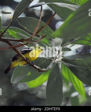 Schöne männliche gemeine Iora (aegithina tiphia), die auf einem Zweig im sundarbans Wald, westbengalen, indien, barcht Stockfoto