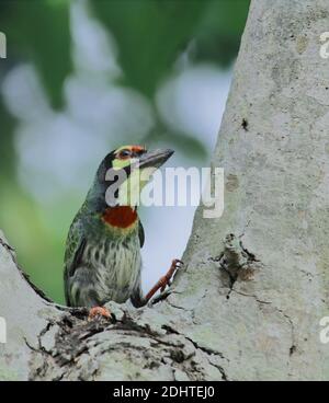 Ein männlicher Karmesinbrustbarbet oder Kupfersmith-Barbet (Psilopogon haemacephalus) im Zuchtgefieder, kolkata, westbengalen, indien Stockfoto