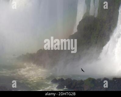 Iguazu Wasserfälle mit schwarzem Geier. Stockfoto