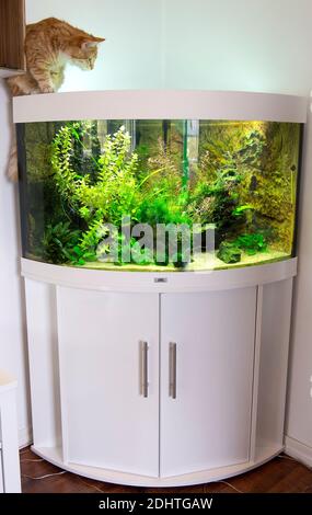 Gepflanzt Süßwasseraquarium und eine Katze. Stockfoto