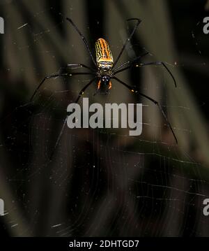 Weibchen des riesigen Goldablechwebers (Nephila pilipes flavornata) aus dem Tangkoko Nationalpark, Sulawesi, Indonesien. Stockfoto