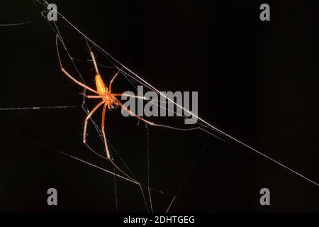 Männchen des riesigen Goldablechwebers (Nephila pilipes flavornata) aus dem Tangkoko-Nationalpark, Sulawesi, Indonesien. Stockfoto