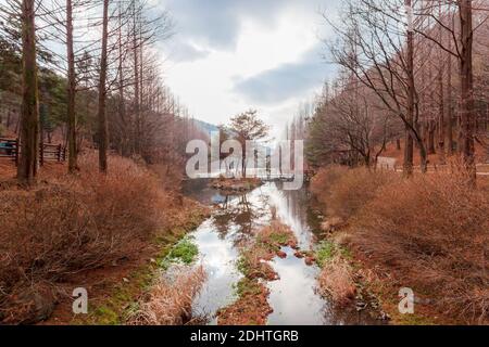 Korea Winter Garden Stockfoto