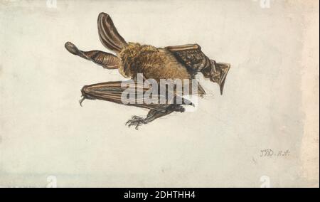 Ein brauner Langohrfledermaus (Plecotus auritus), James ward, 1769–1859, britisch, undatiert, Aquarell über Graphit auf Medium, leicht strukturiert, cremefarbenes Wove-Papier, Blatt: 7 5/8 x 13 1/8 Zoll (19.4 x 33.3 cm), Tierkunst, Fledermaus (Tier), Studie (visuelle Arbeit Stockfoto