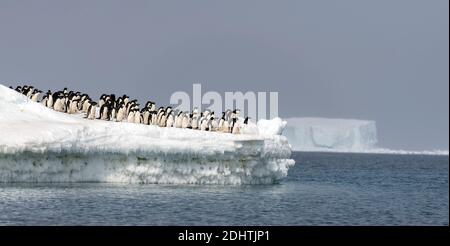 Adelie-Pinguine (Pygoscelis antarktis) werfen sich in den Ozean, um nach Fischen zu jagen. Kinnes Cove, Paulet Island, Antarktis. Stockfoto