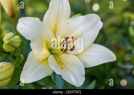 'VIT, Gul, Röd' Asiatische Lilie, Asiatisk lilja (Lilium asiatica) Stockfoto