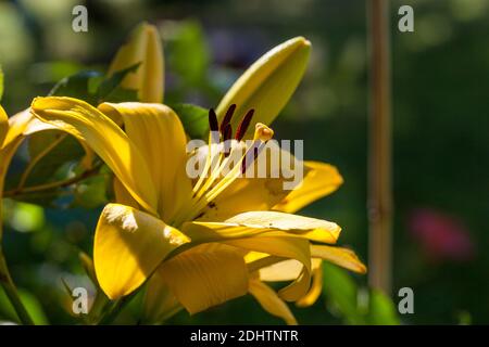 'VIT, Gul, Röd' Asiatische Lilie, Asiatisk lilja (Lilium asiatica) Stockfoto