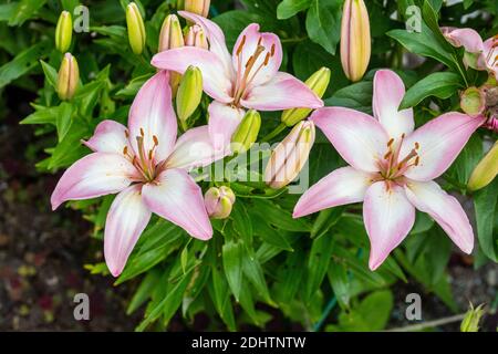 'Lollypop, Lolly Pop' Asiatische Lilie, Asiatisk lilja (Lilium spp) Stockfoto