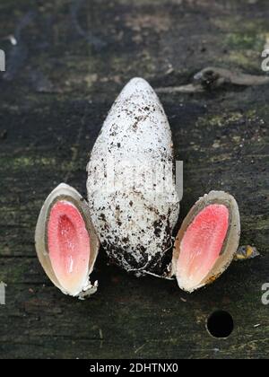 Mutinus ravenelii, bekannt als der rote Stinkhorn-Pilz, das Ei des Stinkhorns spaltet sich auf Stockfoto