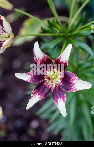 'Tango Cappuccino' Asiatische Lilie, Asiatisk lilja (Lilium hollandicum) Stockfoto