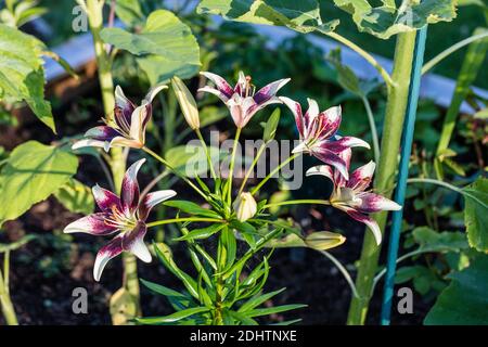 'Tango Cappuccino' Asiatische Lilie, Asiatisk lilja (Lilium hollandicum) Stockfoto