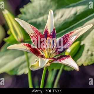 'Tango Cappuccino' Asiatische Lilie, Asiatisk lilja (Lilium hollandicum) Stockfoto