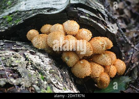 Shaggy Scalycap, Pholiota squarrosa, auch bekannt als Shaggy Pholiota, oder Scaly Pholiota, Wildpilz aus Finnland Stockfoto