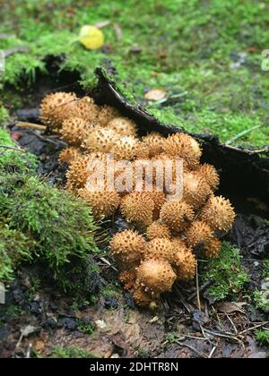 Shaggy Scalycap, Pholiota squarrosa, auch bekannt als Shaggy Pholiota, oder Scaly Pholiota, Wildpilz aus Finnland Stockfoto