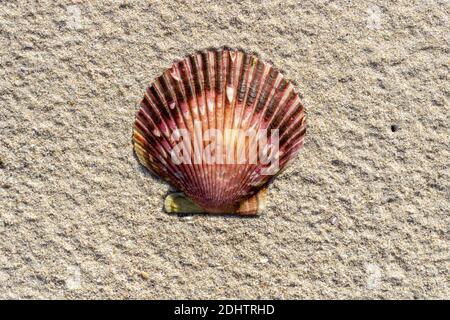 Eine Nahaufnahme eines Pilgers Jakobsmuschel auf Ein goldener, heller Sandstrand mit Kopierfläche Stockfoto