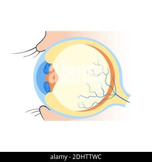 Vektordarstellung des Augenschemas auf weißem Hintergrund. Ophthalmologe Klinik Banner-Vorlage. Struktur und Funktion der Augen. Grundlagen der medizinischen Ausbildung. Anat Stock Vektor