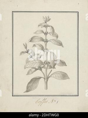 Coffea arabica L. (Arabica-Kaffee): Fertige Zeichnung von Blattstrieb und Beeren, Luigi Balugani, 1737–1770, italienisch, ca. 1768, Stift und schwarze Tinte, grau waschen über Graphit auf mäßig dick, mäßig strukturiert, gebläute weiße, Papier gelegt, Blatt: 10 3/4 × 8 5/8 Zoll (27.3 × 21.9 cm), Zeitgenössische gezeichnete Grenze: 7 3/4 × 6 1/16 Zoll (19.7 × 15.4 cm), und Bild: 7 1/2 × 5 7/8 Zoll (19.1 × 14.9 cm Stockfoto