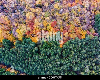 Drohnenansicht von oben. Die Grenze zwischen breitblättrigen und Nadelbäumen während der Frühjahrssaison. Bulgarien Natur. Stockfoto