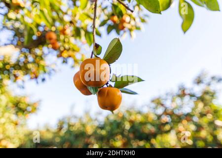 Reife Früchte des Kaki-Baumes hängen an den Zweigen zwischen den Blättern. Israel Stockfoto