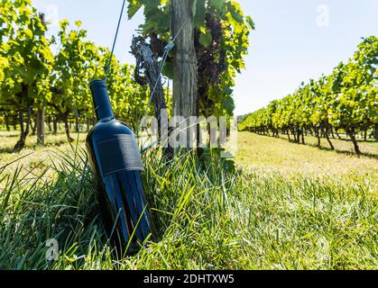 Eine Flasche Rotwein im Weinberg. Stockfoto