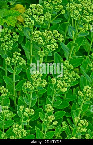 Sedum spectabile Ice Plant Brilliant ' Stardust' Stockfoto