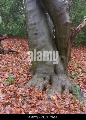 Ungewöhnliche Baumstamm-Formation, die Elefanten Bein und Fuß ähnelt. Umgeben von braunem Herbstlaub mit grünen Büschen im Hintergrund. Hochwertige Fotos. Stockfoto