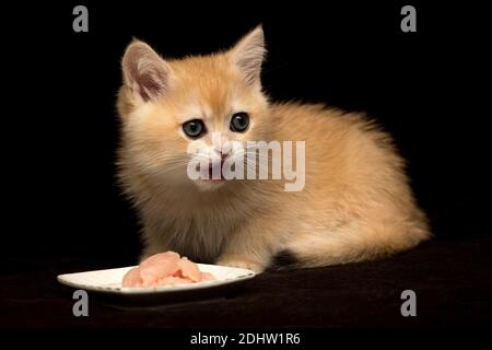 Ein kleines rotes britisches Kätzchen frisst Fleisch von einem Teller Stockfoto