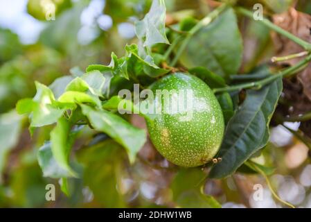 Passionsfrucht, die auf Weinbaumarten wächst, frische rohe grüne Passionsfrucht Stockfoto