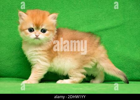 Ein Monat Kätzchen der britischen Rasse von Golden Color steht auf Ein grüner Hintergrund Stockfoto