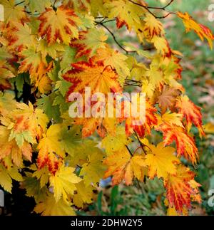 Acer japonicum vitifolium Herbst in einem Waldgarten Stockfoto