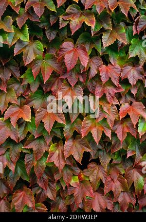Herbstfärbung Blätter der Parthenocissus tricuspidata Klettern einen Garten Wand Stockfoto