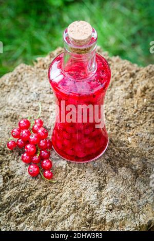 Hausgemachte Tinktur aus roten Johannisbeeren und Alkohol im Sommergarten Stockfoto