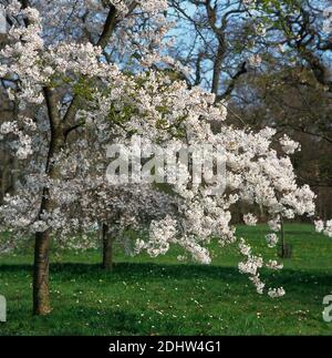 Blühende Kirsche Prunus x Yedoensis Shidare Yoshino in einem Wald Garten Stockfoto