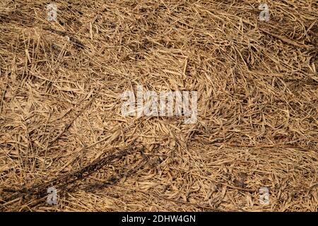 Foto eines letzten Jahres verdorrte Gras in einem frühen Frühlingstag Stockfoto