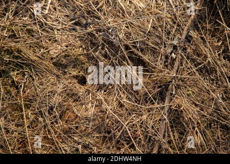 Foto eines letzten Jahres verdorrte Gras in einem frühen Frühlingstag Stockfoto