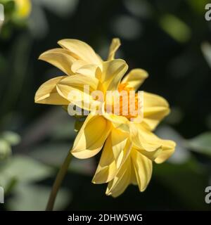 Blume Dahlie im Garten, flache Tiefe des Feldes Stockfoto