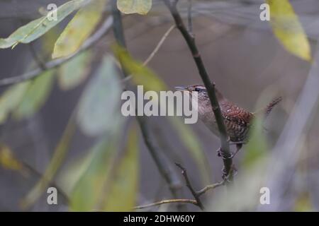 Wren (Troglodytes troglodytes) im Herbst Stockfoto