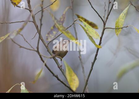 Wren (Troglodytes troglodytes) im Herbst Stockfoto